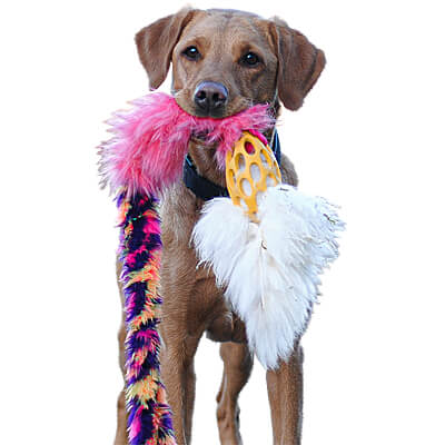 Doggie-Zen Bungee Hol-ee Comet Chaser