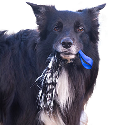 Doggie-Zen Pocket Crinkle Tug