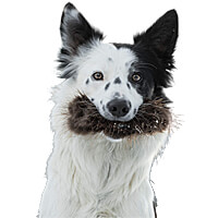 Doggie-Zen Beaver Treat Pocket