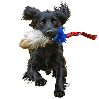 Doggie-Zen Tricolor Bungee Tug