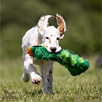Doggie-Zen Crinkle Cactus