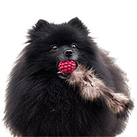 Doggie-Zen Raccoon Tail with Orbee-Tuff Raspberry