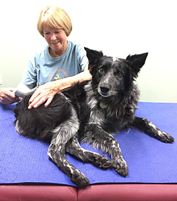 Susan Salo Canine Massages
