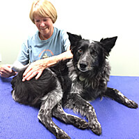 Susan Salo Canine Massages