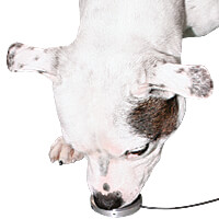 Touch It Electronic Nose Touch Trainer