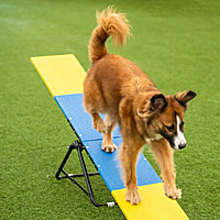 Better Sporting Dogs Practice Seesaw