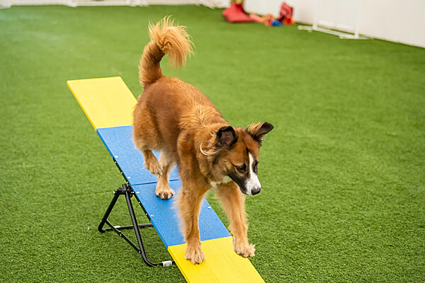 Better Sporting Dogs Practice Seesaw