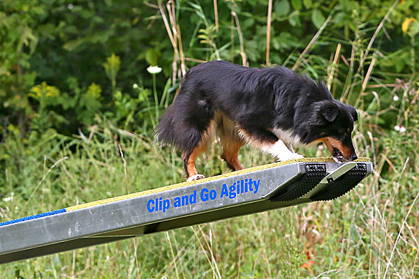 Clip and Go Agility Seesaw Add-on Target Plate