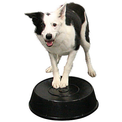 https://www.cleanrun.com/images/Trial%20Gear/Millers-Bowl-HP3-Dog-Front-Paws_Big.jpg