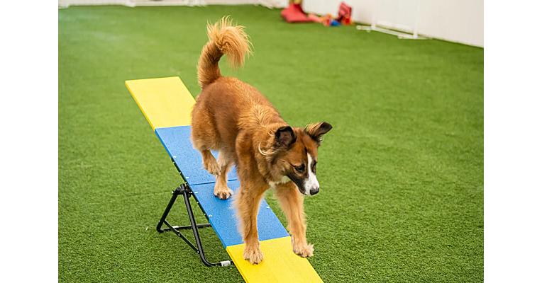Clean Run Better Sporting Dogs Practice Seesaw