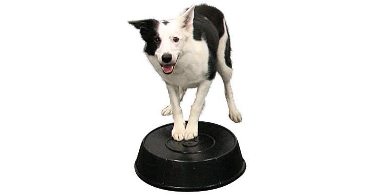 https://www.cleanrun.com/images/Trial%20Gear/facebook/Millers-Bowl-HP3-Dog-Front-Paws_Big.jpg