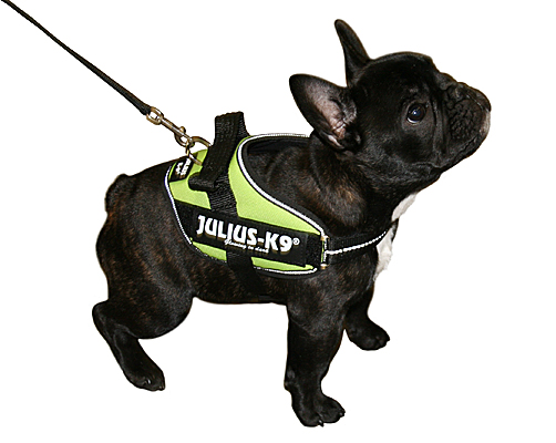 julius puppy harness