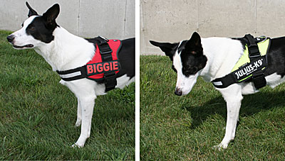 julius k9 size 0 harness