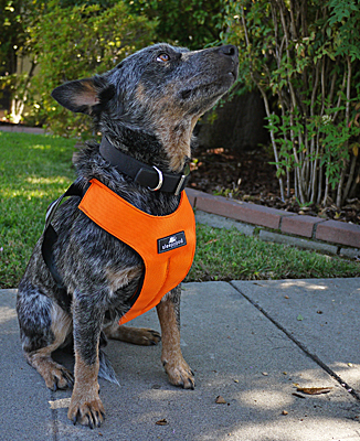 sleepypod safety harness