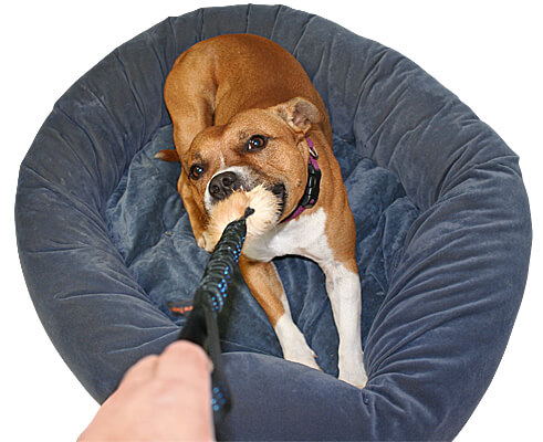 Bodie loves to tug while lying down