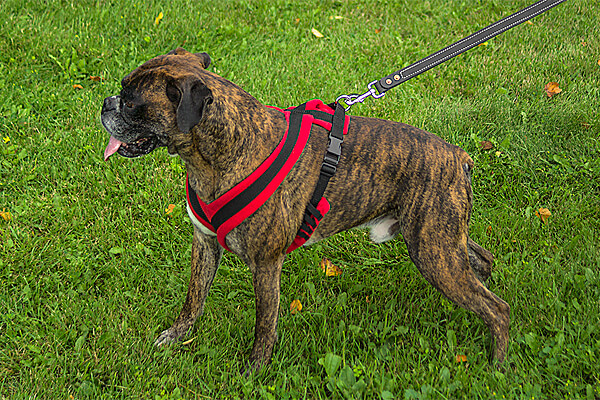 fleece lined dog harness