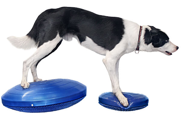FitPAWS Balance Disc  Exercise Tool for Dogs - J&J Dog Supplies