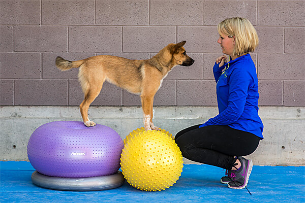 Combine with other FitPAWS props