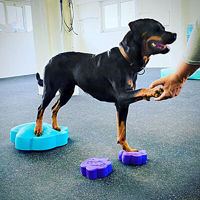 Use with Mini PawDiscs