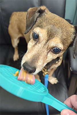 Used during a vet visit