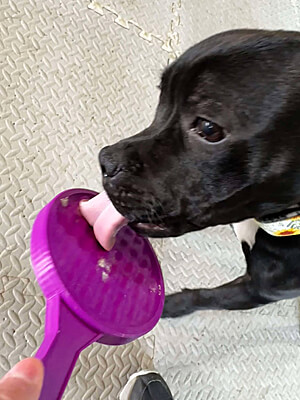 Training a young Staffy