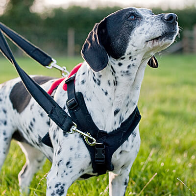 The front ring is designed to be used with a double-connection leash