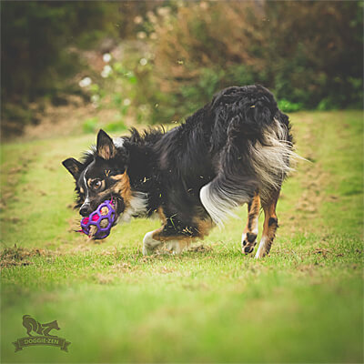 Hol-ee Roller sold separately