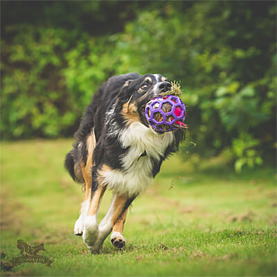 Hol-ee Roller sold separately