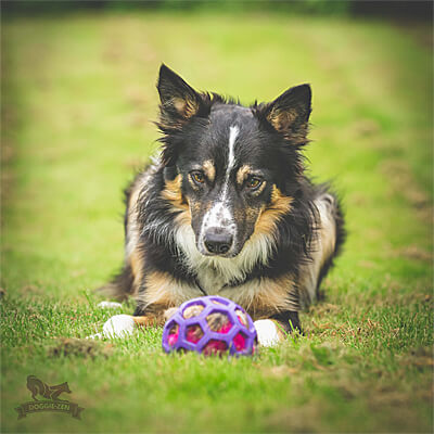 Hol-ee Roller sold separately