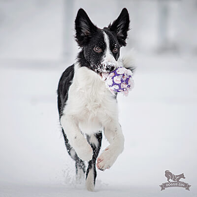 Hol-ee Roller sold separately