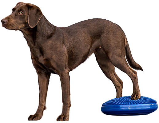 14 in. Balance Disc