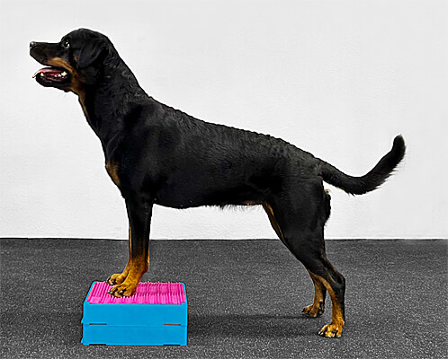 2 FlexBlox with an optional SensiMat on top