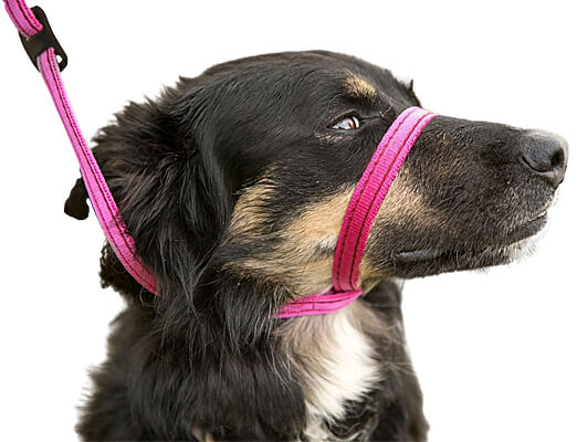 5 Must-Have Enrichment Aids For Excitable Puppies - Gencon All in 1 Dog  Leads