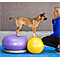 Combine with other FitPAWS props