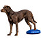 14 in. Balance Disc